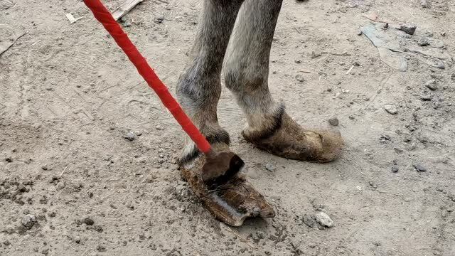 这个黑驴蹄子太特别,双层蹄子是个大瘊子,修蹄师傅说,真少见!