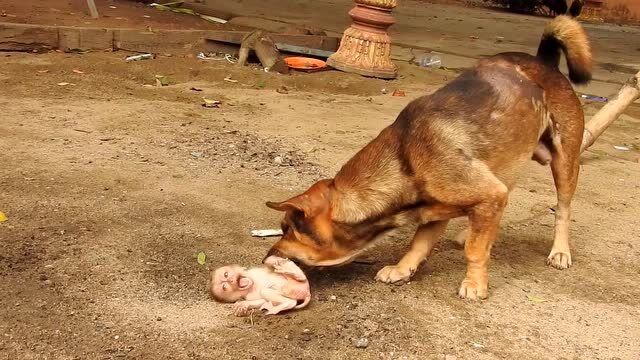 可怜的小猴子被大狗狗吓哭了