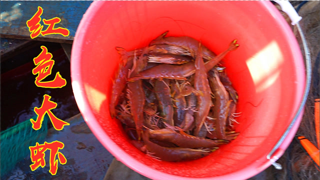 出海捕获鲜活的红色大虾,满背都是虾膏,一公斤都价值两三百块