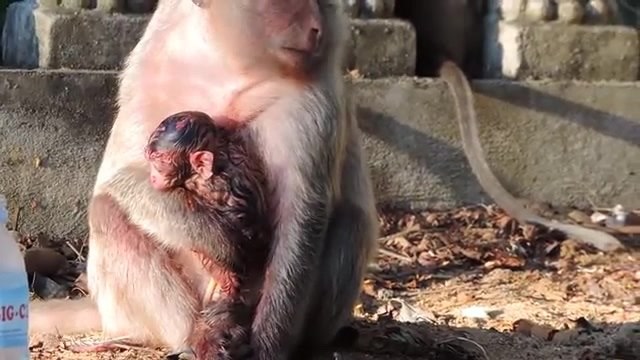 母猴紧紧抱着一只刚出生的小猴,非常健康可爱,猴妈一脸的不舍