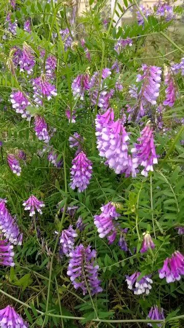 广布野豌豆开花,真是壮观