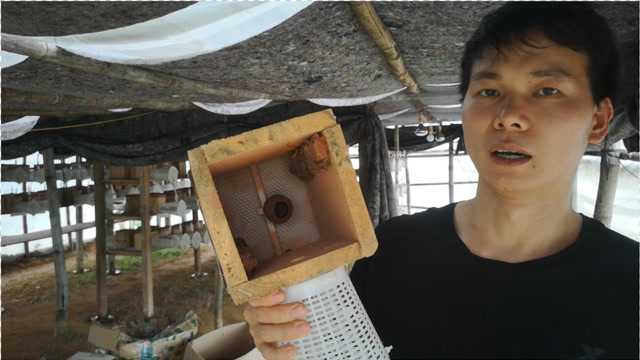 人工养殖胡蜂难吗?在养殖葫芦蜂黄脚时特别容易出现弃巢