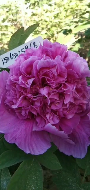 牡丹名品——大魏紫