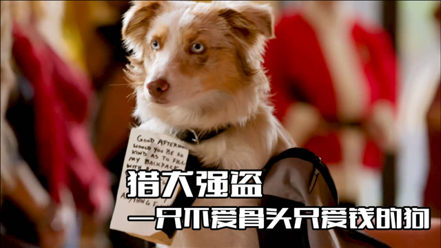 爱上抢银行,不仅帮主人找对象还帮罪犯逃脱抓捕,家庭喜剧《猎犬强盗》