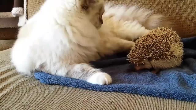 猫看刺猬不顺眼,朝着刺猬就是一巴掌,然后猫的反应笑的我肚子疼