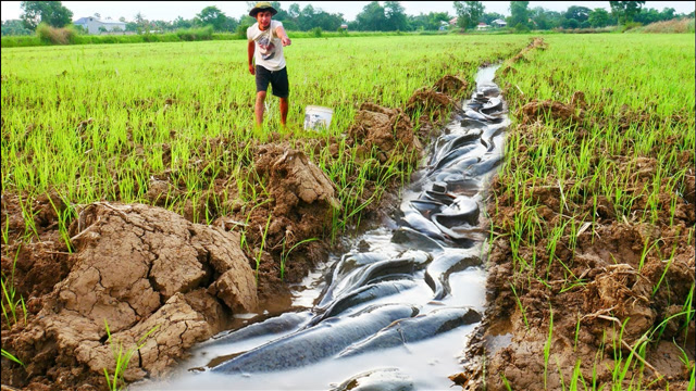 大叔发现一条泥沟,里面满是鲶鱼,一抓一大把