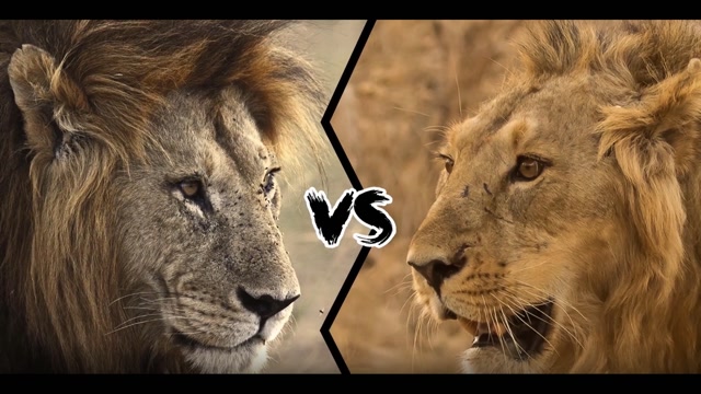 华南虎vs亚洲狮图片