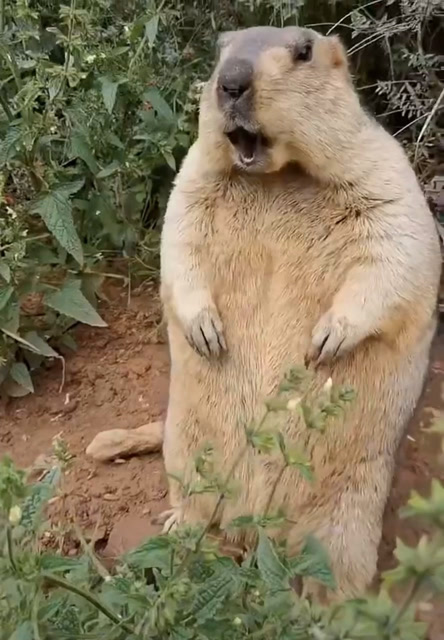 原来土拨鼠是这样叫的,学到了学到了.