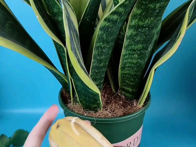 香蕉皮也可以当做肥料养花,真的太神奇了