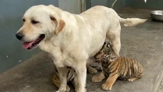 "狗妈妈"给小虎崽喂奶太有爱,真怕小老虎突然汪汪两声,长大了会怎么样