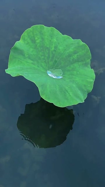 这是一个禅意悠悠的视频,看到那滴水,你的心灵是否得到了净化?