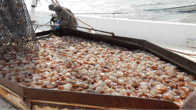 海蜇收获绝技海蜇捕捞及海蜇加工出口罐头