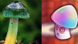 植物大战僵尸2：当植物遇到现实中的另一个自己会产生什么化学反应呢？