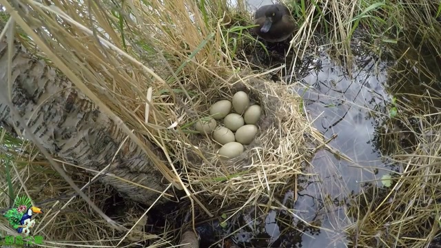 小伙子在湖边发现了一窝野鸭蛋,一窝8个,只能看看,不能捡