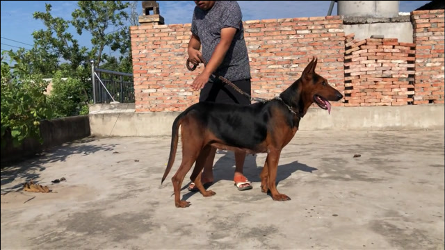 耀州红犬,性格凶猛攻击性强,看家护卫一流犬,大家来欣赏了解下