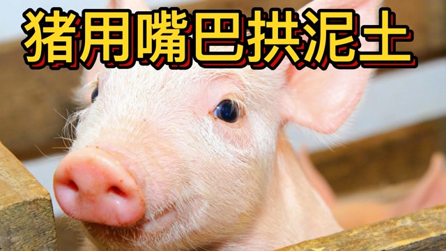 为什么猪喜欢用嘴巴拱泥土?看完你就知道了#知识π计划-知识抢先知