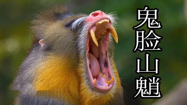 鬼脸猴子,见到要赶快跑,太霸道了!