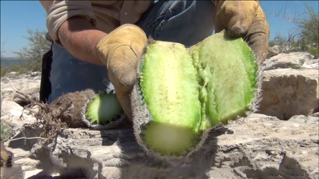 仙人掌内部有多少水分?男子切开后尝了一口,怪不得骆驼喜欢吃!