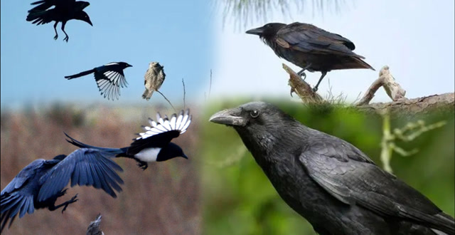喜鹊勇救乌鸦鸽子,被人们称为正义英雄,看到最后却令人大为失望
