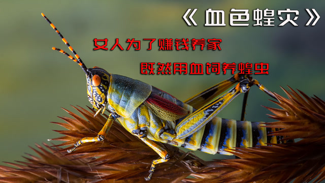 《血色蝗灾》女人惊奇的发现用血液饲养蝗虫,但是最后成为了灾难