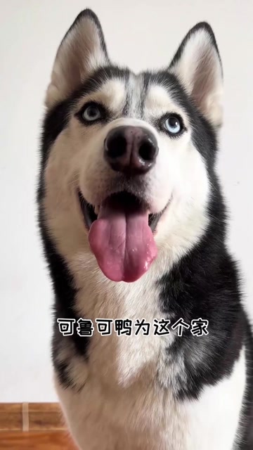 我猜可鲁可鸭最后那句话是在说:妈妈我爱你266天前