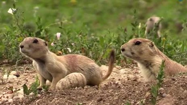 草原犬鼠挖洞能力惊人,分分钟钟就建造洞穴宫殿