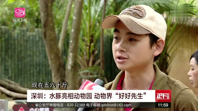 深圳 水豚亮相动物园 动物界"好好先生"