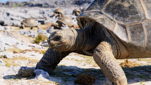 乌龟会在龟壳里躲雨但绝不会避暑!因为会被烤熟