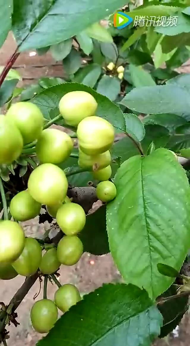 药物坐果大樱桃