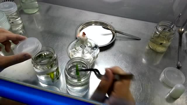 石斛兰外植体克隆操作(消毒操作)