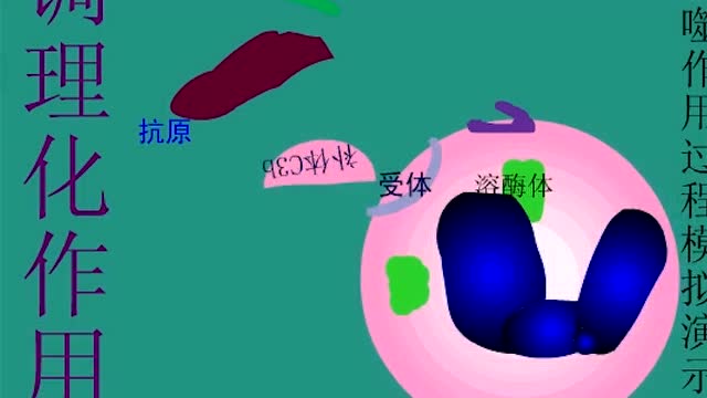 2.3白细胞吞噬过程