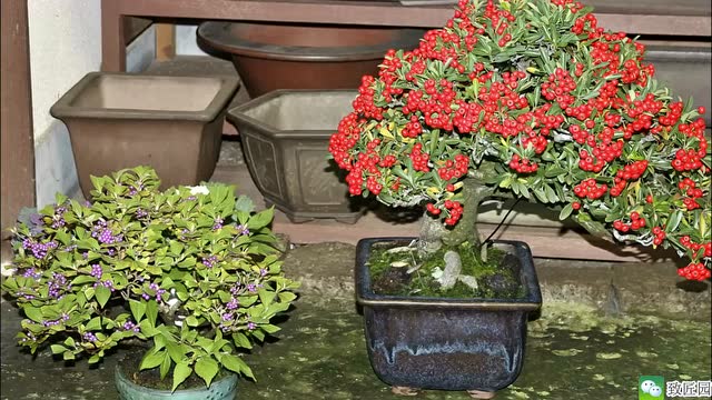火棘(状元红)盆景欣赏