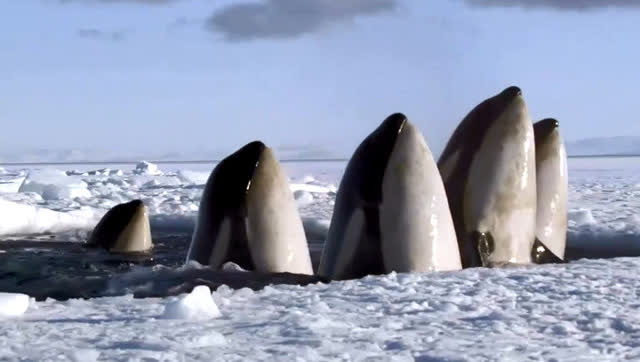 虎鲸群只是探头换个气,把企鹅吓得半死!