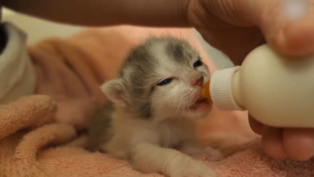 婴儿小猫喝奶萌萌哒喵星人真可爱