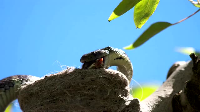 可怜的燕子窝里来了一条蛇,小燕子无一幸免