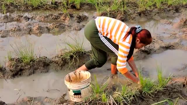 水浅鱼多,柬埔寨美女在浅水坑抓鱼,生活惬意