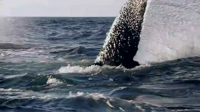 座头鲸殴打虎鲸图片图片