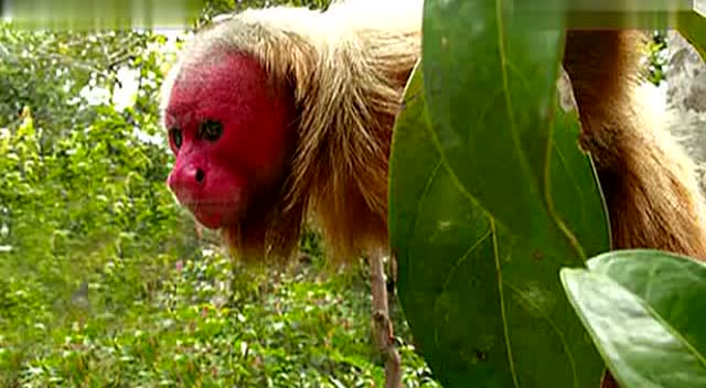 长的如此奇怪的猴子,面相凶恶还极度濒危!