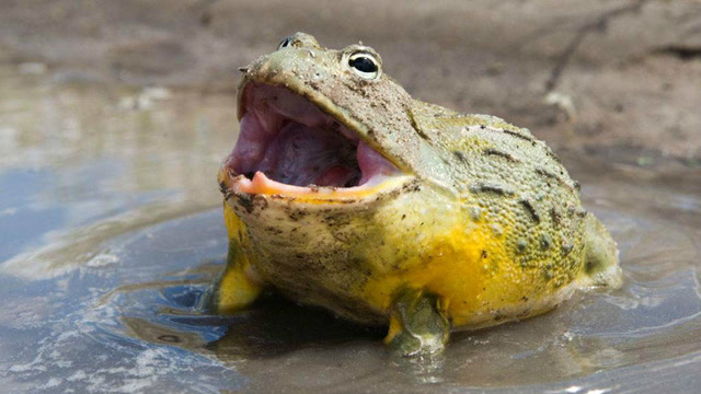 毒蛇想捕食一只青蛙,不料半路却杀出个非洲大牛蛙