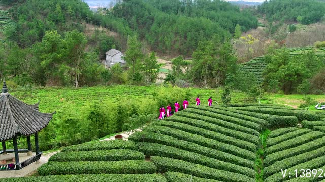 中国最美茶园·宁强玉皇观茶园