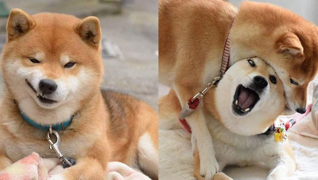 还记得那只被咬舌头的小柴犬吗?这不好了伤疤忘了痛,又作死了