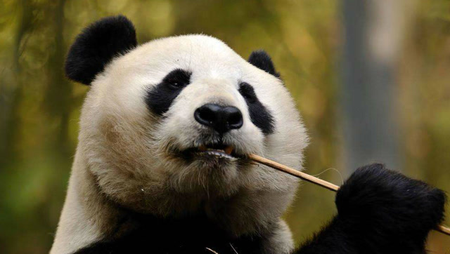 比利时的动物园真的把熊猫天宝宠上天 已经是个被宠坏的小皇帝