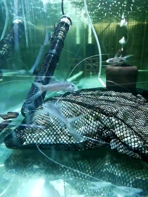 这鱼是千手观音估计你是养不起了