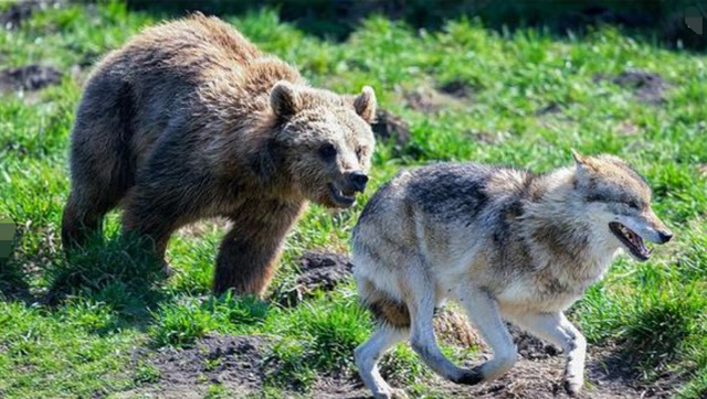 狼饥饿难耐遇到大黑熊,熊的凶狠残暴让人震惊,摄像师都看呆了