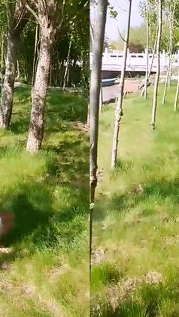 实拍男子小树林翻跟头,裤子瞬间脱落