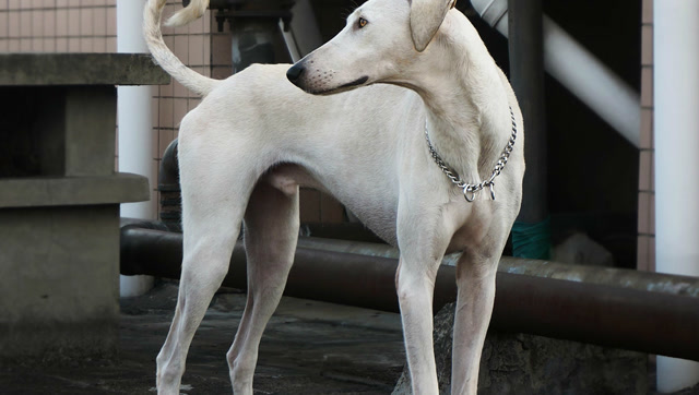 狗界的雇佣兵,蒙古细犬巅峰对决!往死了揍对方