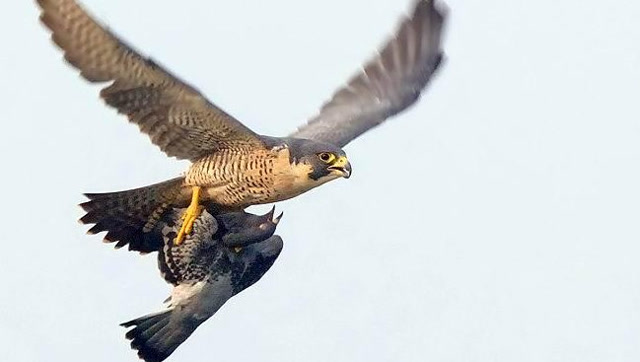 鸽子大战游隼,游隼锲而不舍发起3次攻击,最终偷袭成功