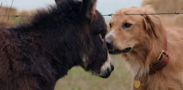 一条傻金毛遇到一头傻驴子,破坏力惊人