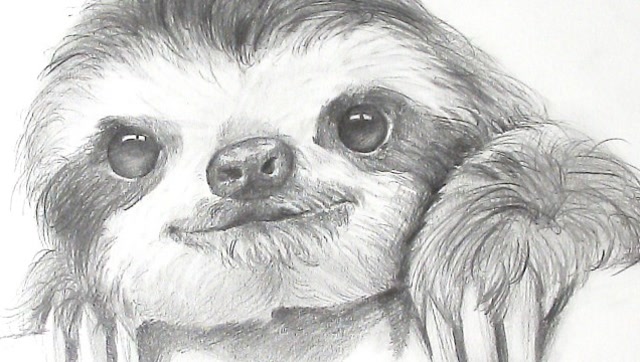 素描-小树懒看着你幸福的走完2018