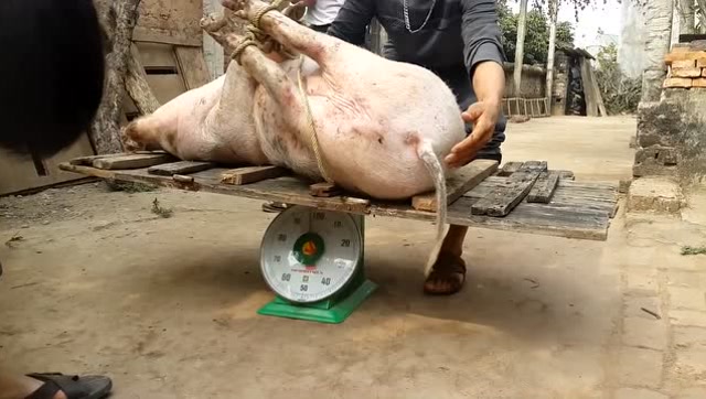 实拍农村卖猪把猪赶出猪圈,知道自己要被卖的猪因恐惧惨叫连连